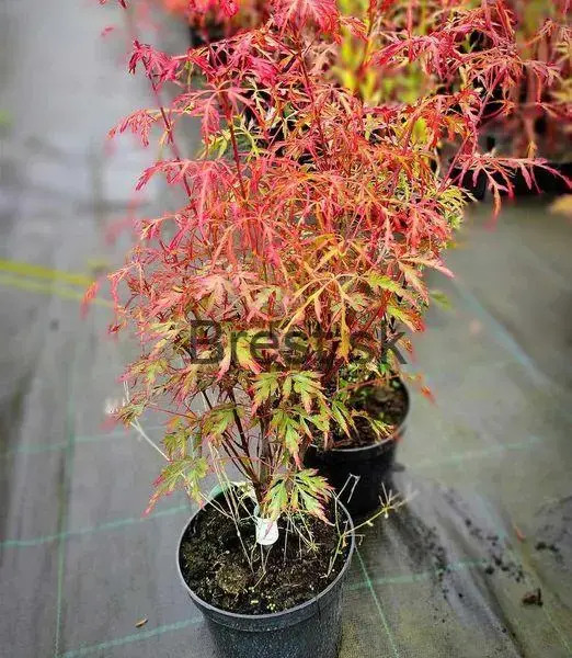 Acer palmatum 'Royal Garnet'